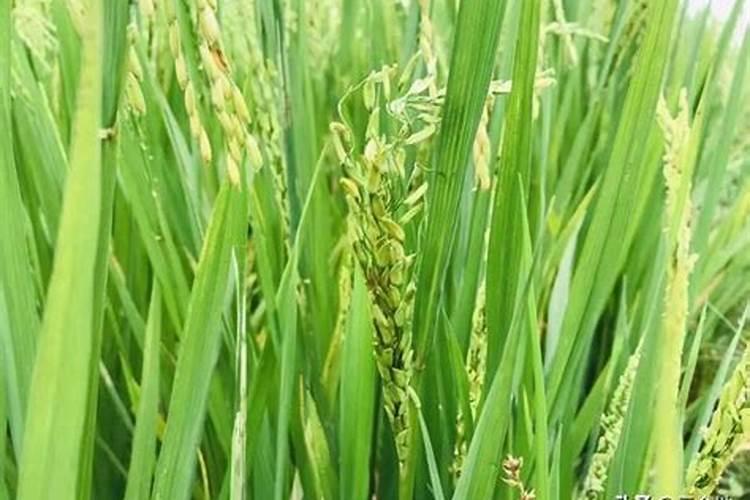 红豆杉用什么肥料最好