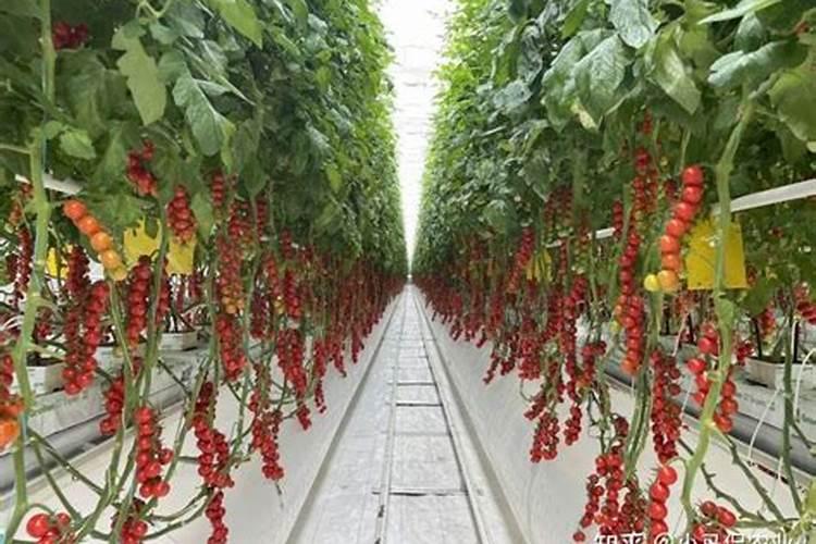 大棚西红柿一转色就裂果,该如何进行防治？