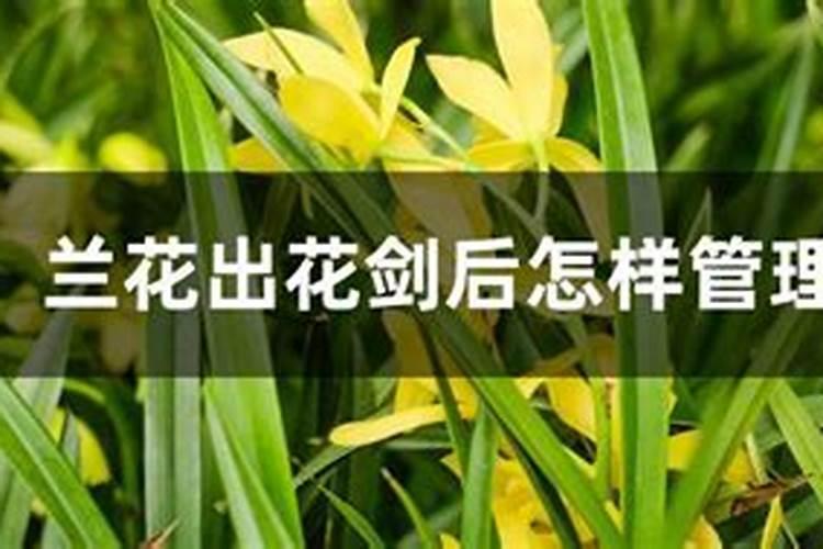 兰花出花剑怎么处理(有关兰花窜花箭注意事项)