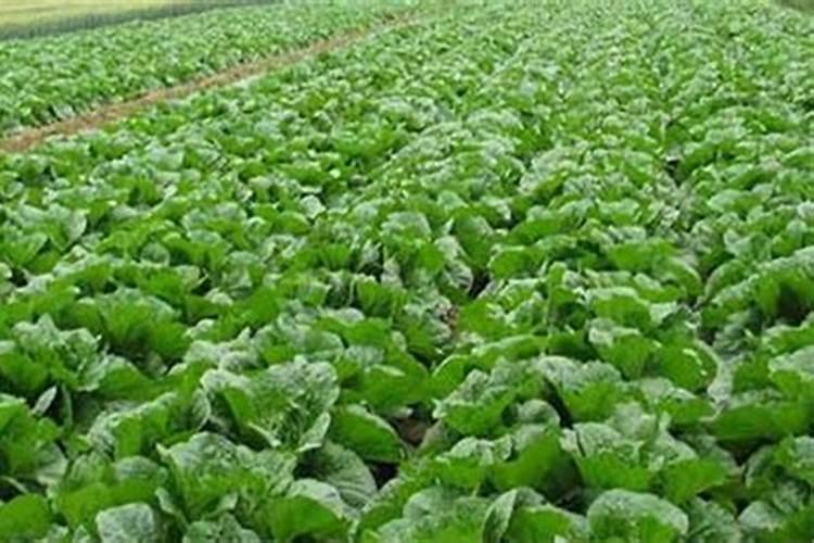 娃娃菜开始卷心时打什么药好？