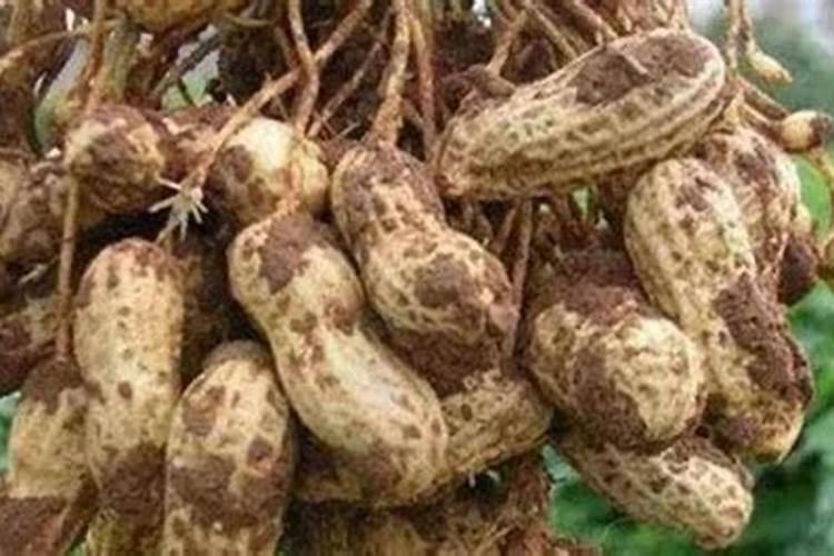 油菜喷施硼肥最佳时期