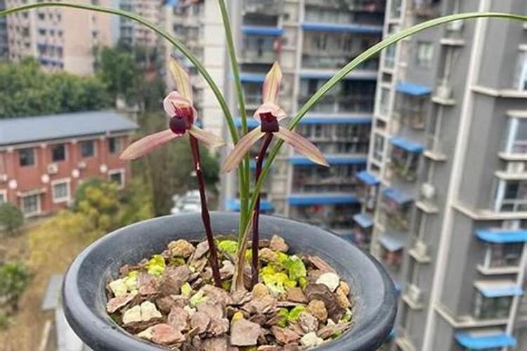 兰花早晨可以喷施叶面肥吗