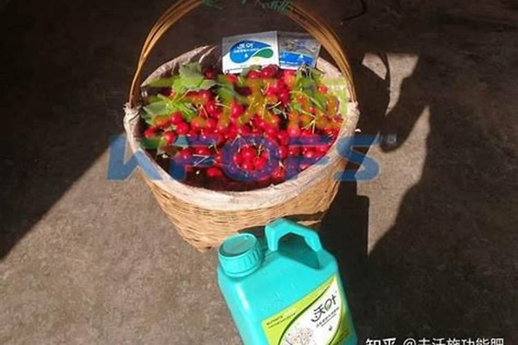 养花需要什么基质肥料最好