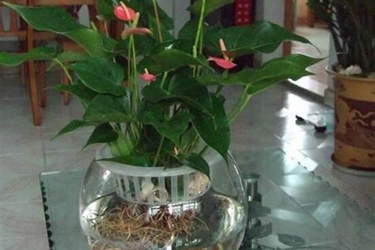 红掌用什么肥料最好