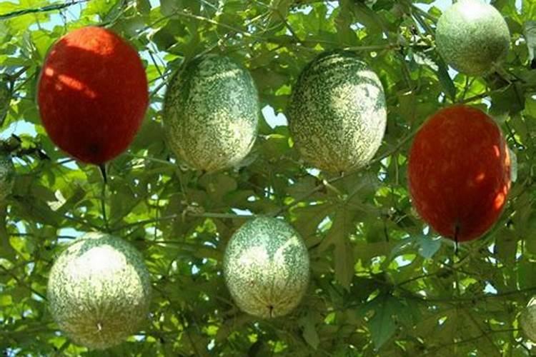 甜瓜授粉15天后冲平衡肥还是高钾肥好？