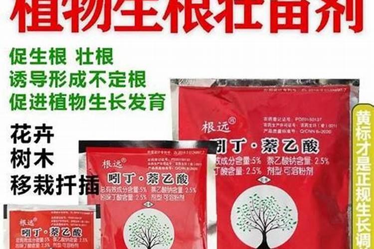 发财树怎样使用生根粉,1:600比例稀释后浇灌根部