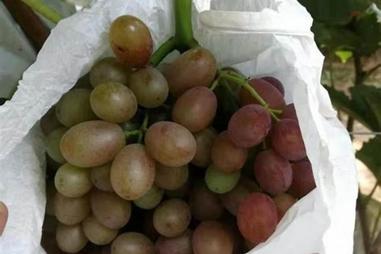 葡萄膨大期,追什么肥比较好呢？怎样追肥？
