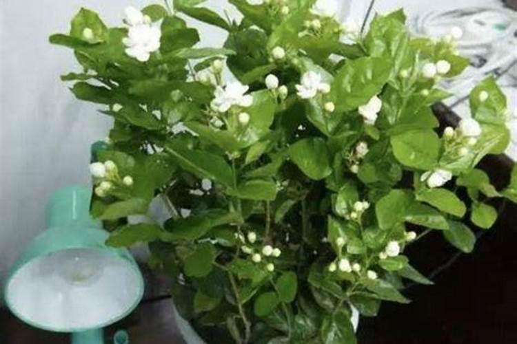 怎么让茉莉多开花