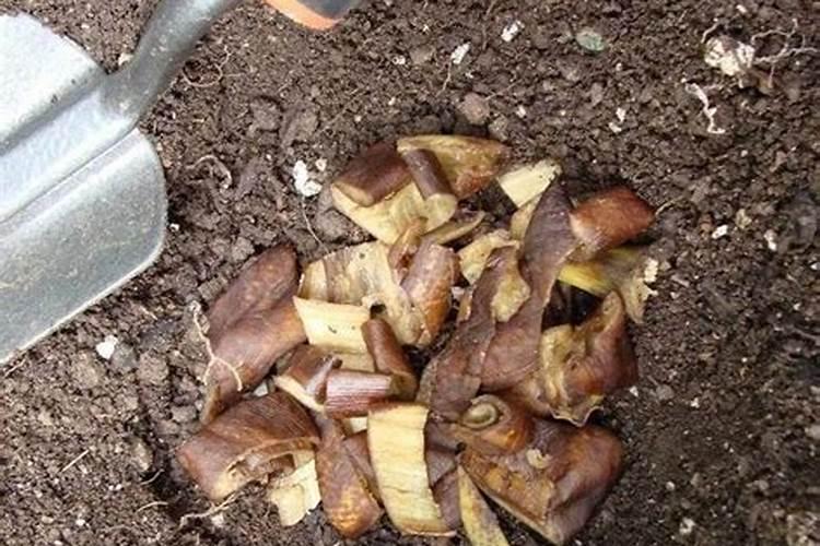香蕉埋土里多久可以变成肥料