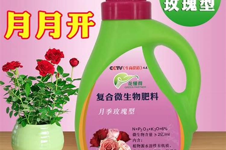 追什么肥能让月季花花瓣增厚？