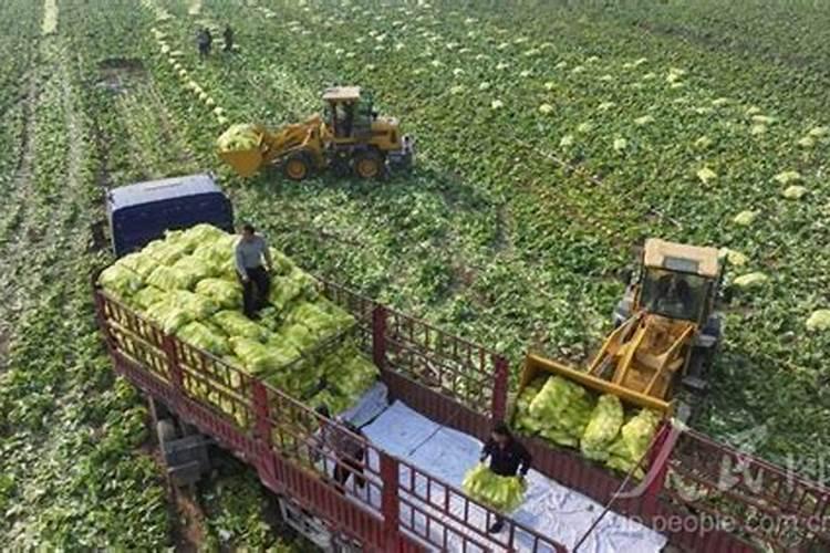 网上卖几十块钱的氮磷钾肥料,自己在家制作,不要钱就能搞定