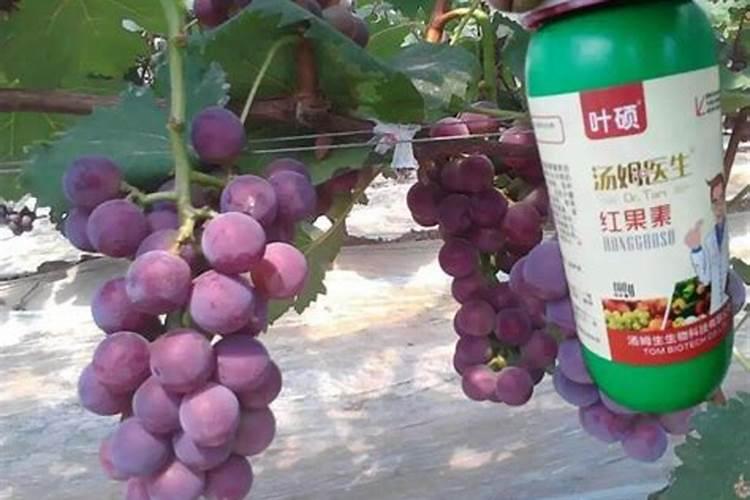 葡萄树怎么施肥