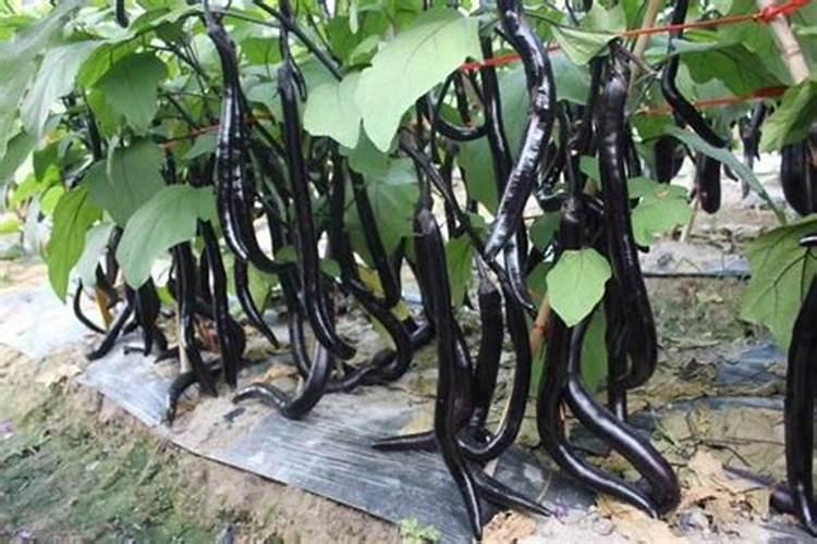 茄子长的慢喷什么叶面肥好？