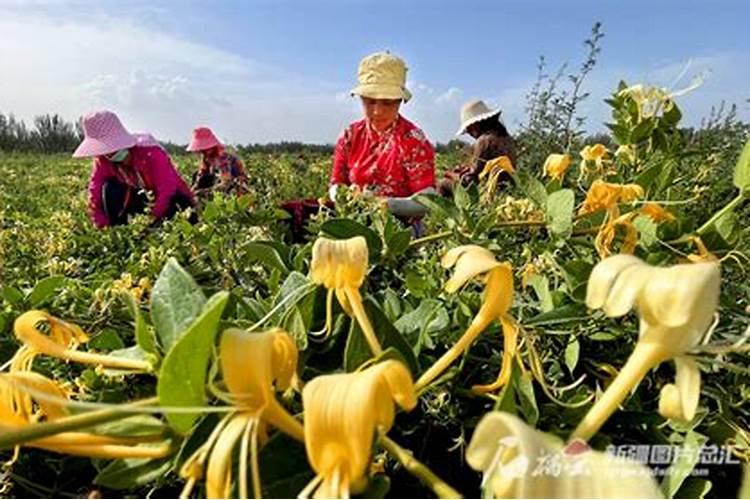 大元素颗粒肥有什么施肥技巧吗？怎么用效果做最好