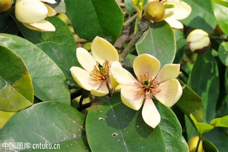含笑树的养殖方法,4个步骤使含笑树更茂盛