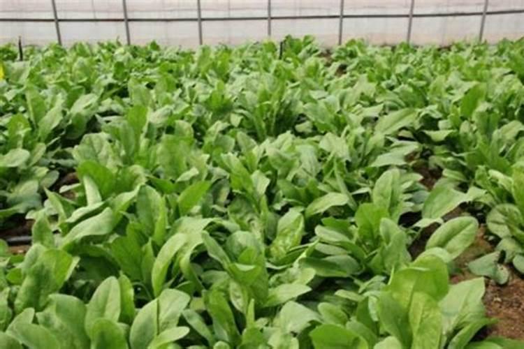 为使菠菜长得快应选用什么肥料