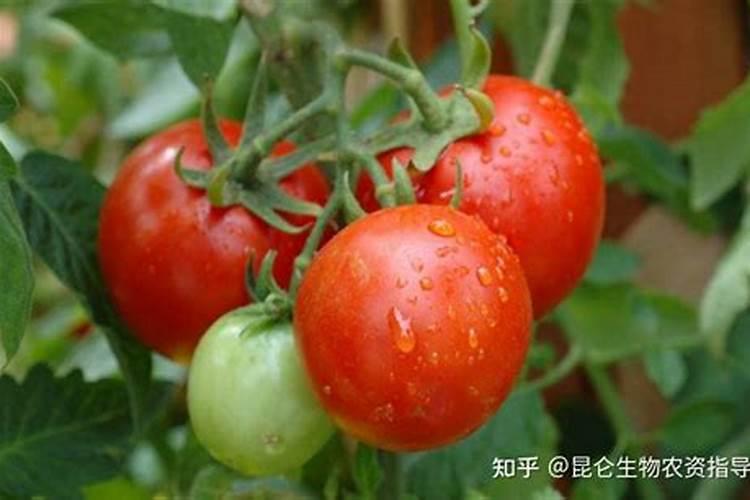 西红柿晚疫病用什么药效果好