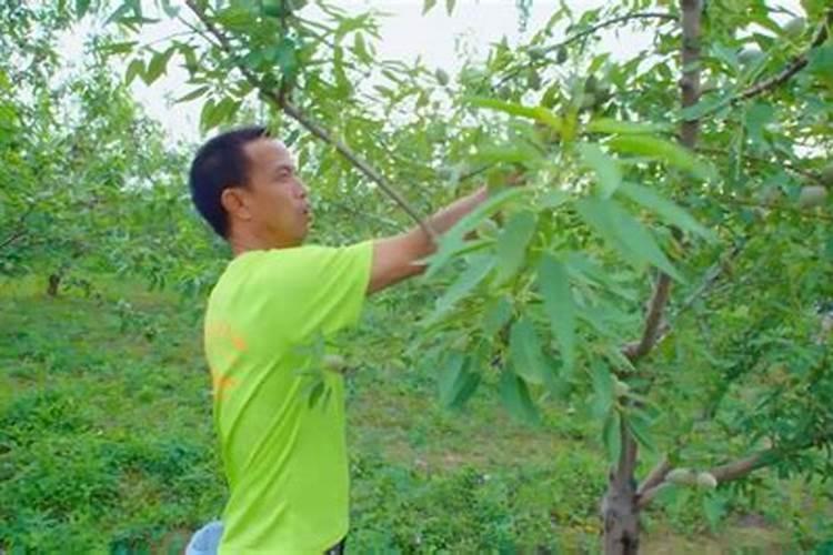 温室油桃上市早,花果期如何管理可以实现产量高、质量好？