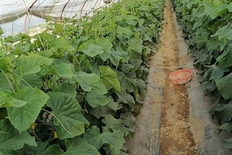 小麦想要高产需要注意哪些？用哪些肥料增产效果比较好
