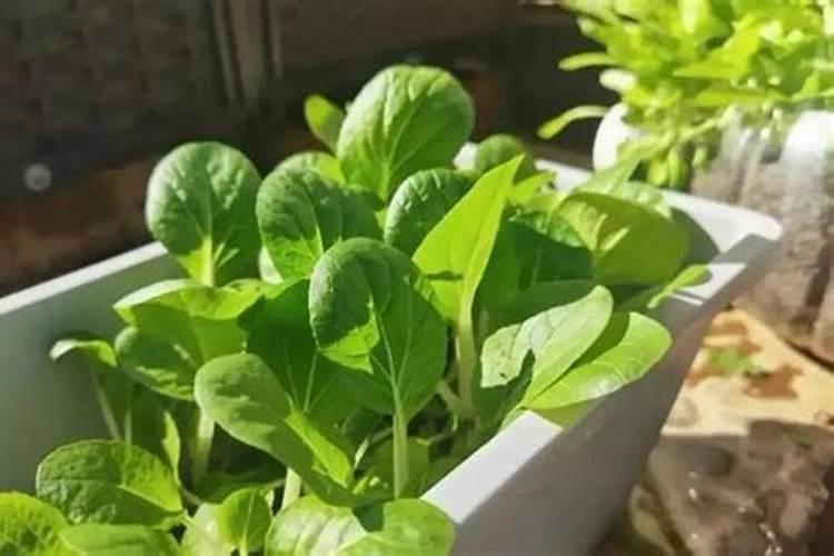 小白菜的肥料需求大,小白菜要增施钾肥吗？
