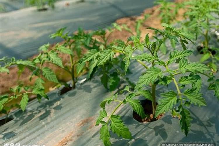 番茄用什么肥料最好