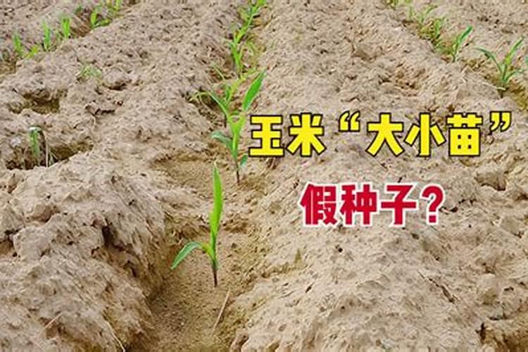 玉米出苗后生长缓慢怎么办