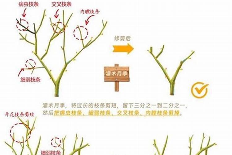 月季春季如何施肥