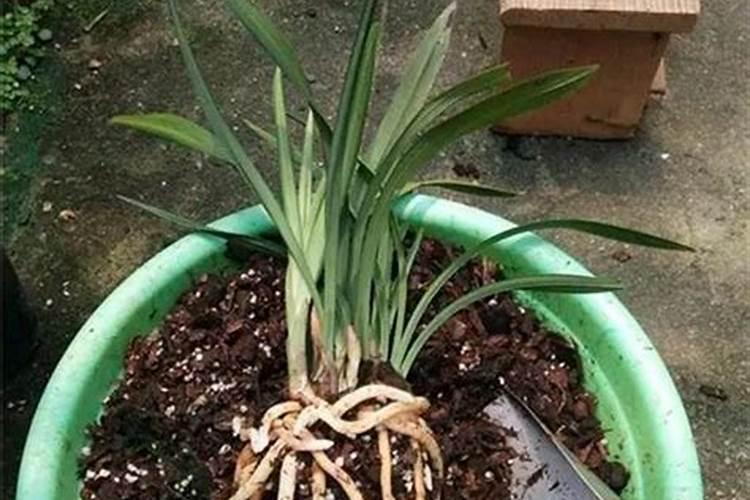 兰花换盆后多久可以施肥