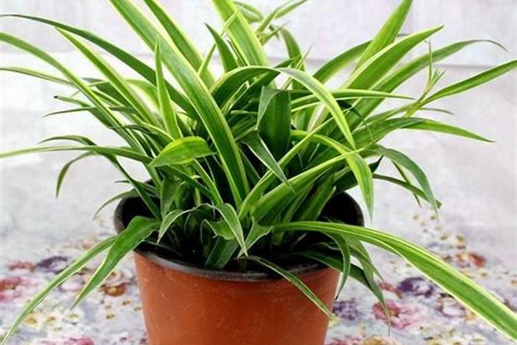 青叶吊兰怎么养长得快 让青叶吊兰疯长的五个技巧