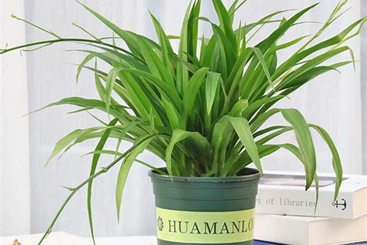 青叶吊兰怎么养长得快 青叶吊兰长得快的养殖方法