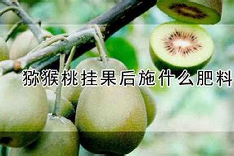 猕猴桃什么时候用钾肥？