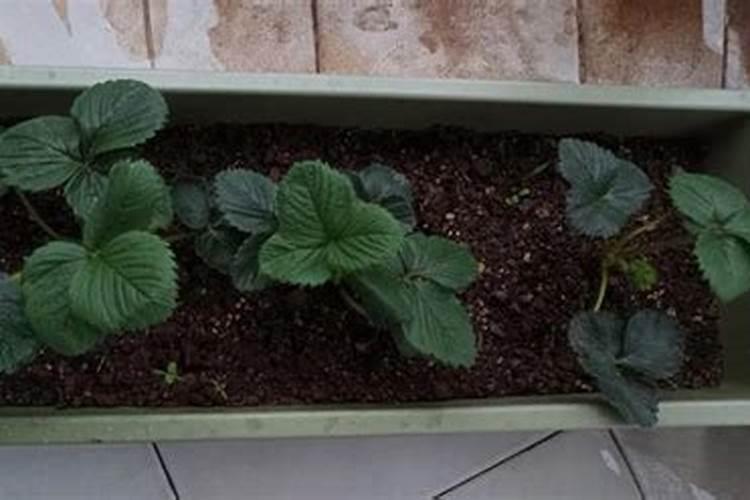水稻幼穗分化8个时期