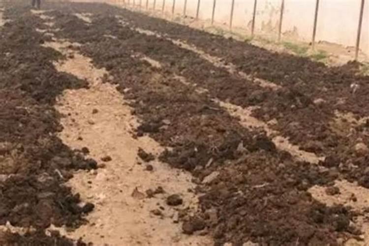 桂花叶子喷什么叶面肥最好