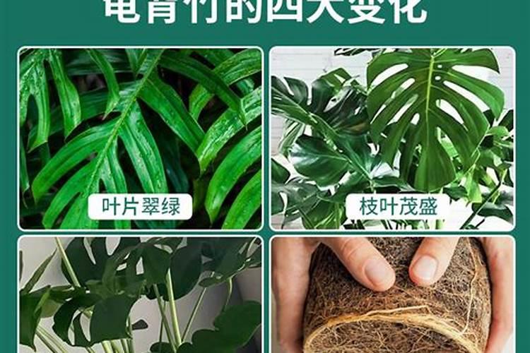 君子兰专用肥能食用龟背竹吗