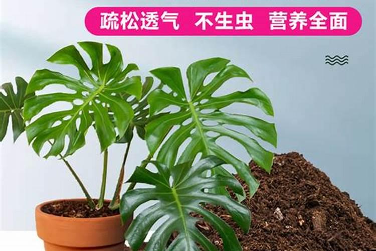 怎样自制君子兰花肥