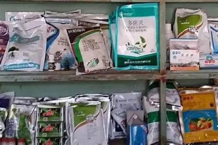 五代同堂黄金果怎么养