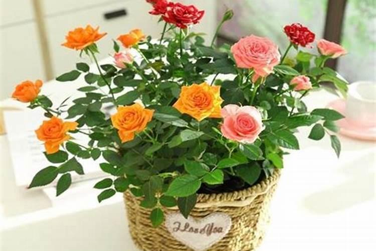 玫瑰花施肥施什么肥料 给玫瑰花施哪种肥