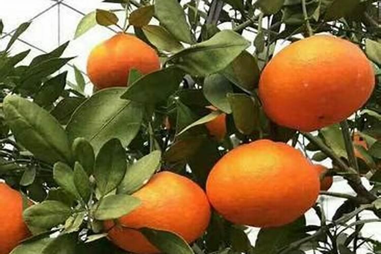 葡萄施肥时间和方法