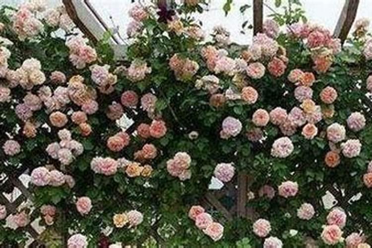 爬藤月季花的养殖方法和注意事项