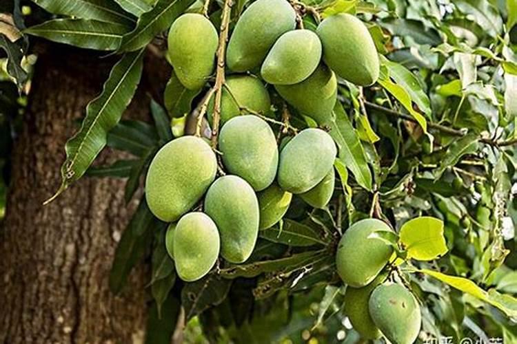 这季节种核桃树上什么肥料