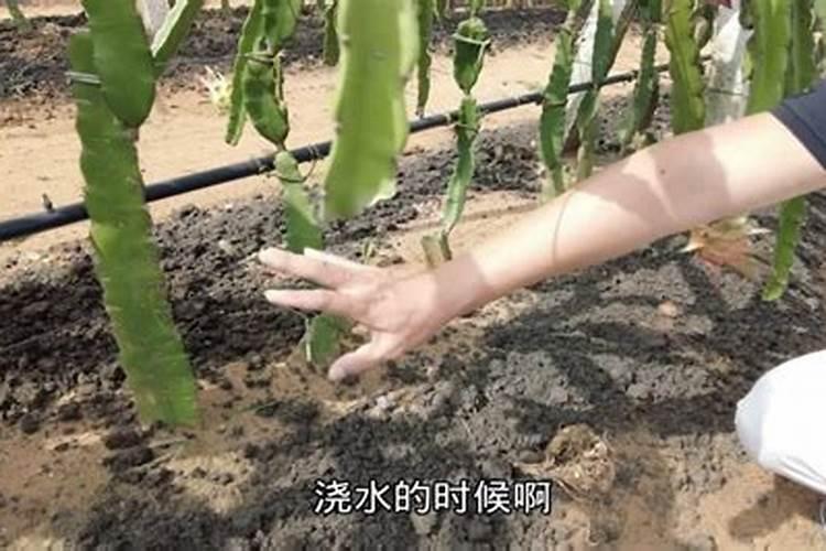 火龙果苗什么时候施肥