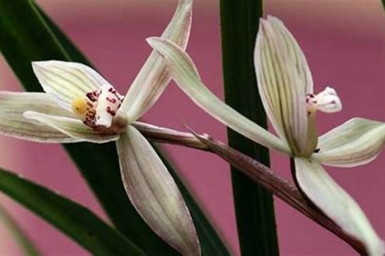 秋季兰花施什么肥料