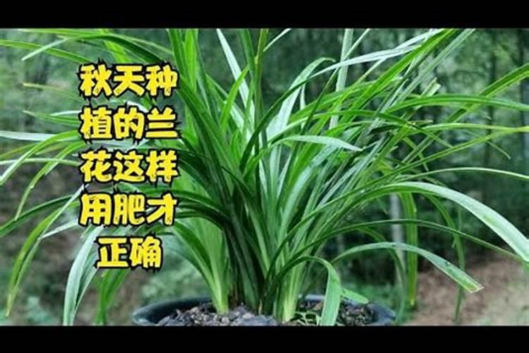 兰花秋天怎么养