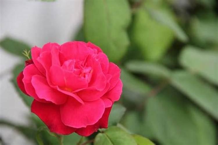 月季长花苞后怎么施肥