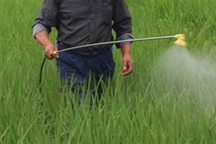 水稻什么时候用芸苔素好 使用方法及技巧