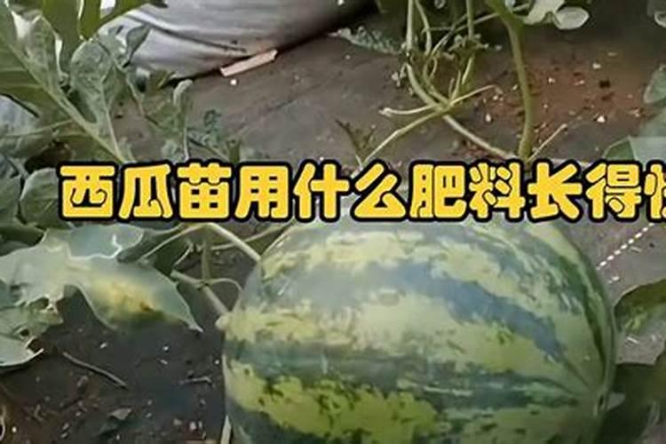 因为地域区别气候不一.我想知道西瓜各阶段生长所适宜的温度\用肥...