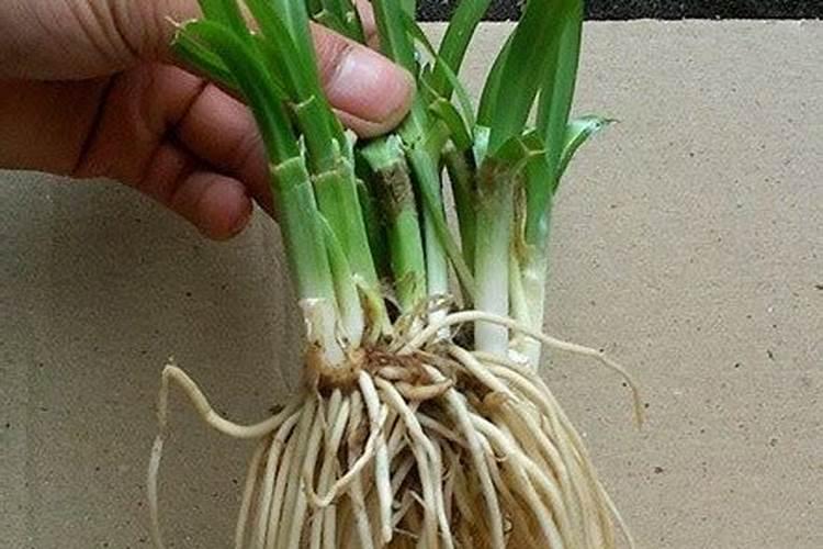 如何掌握韭菜的施肥技术？