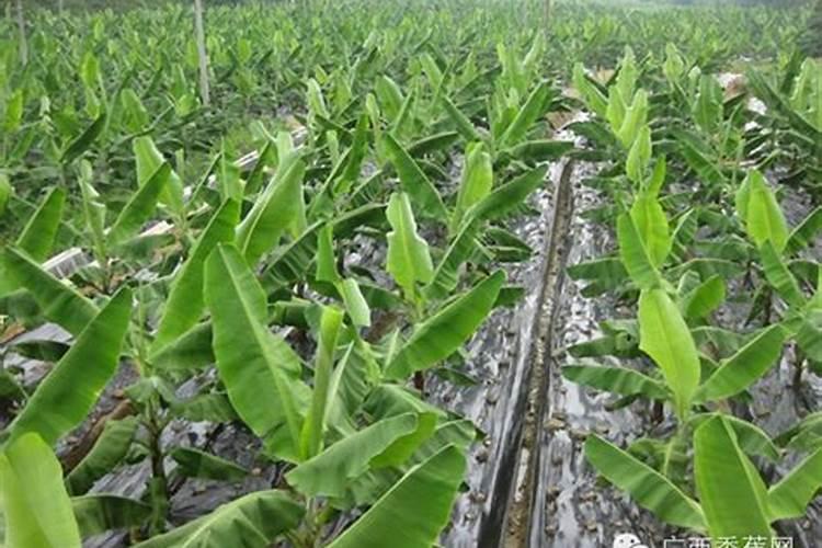香蕉高产用什么叶面肥好？可以给香蕉使用膨大剂吗？