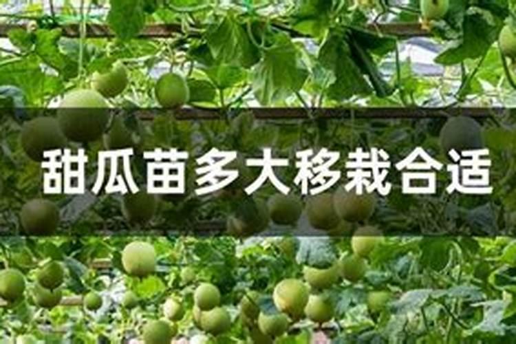 请问香瓜和工长茄子苗期冲施氮肥好还是磷肥好？