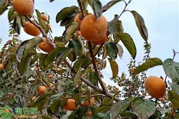 柿子树结柿子后用什么肥料膨果？
